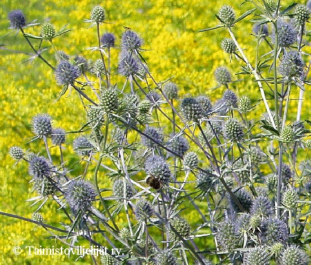 Eryngium planum